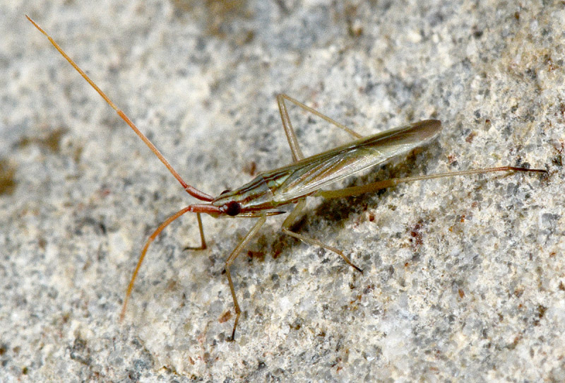 Miridae: Triigonotylus ?  S, Trigonotylus pulchellus